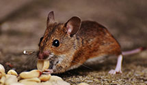 24 Hour & Emergency Exterminators in White, MN